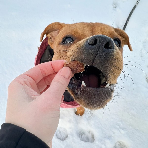 Pala Treats 100% Rabbit / Kaninchen - begehrtes Hundeleckerli