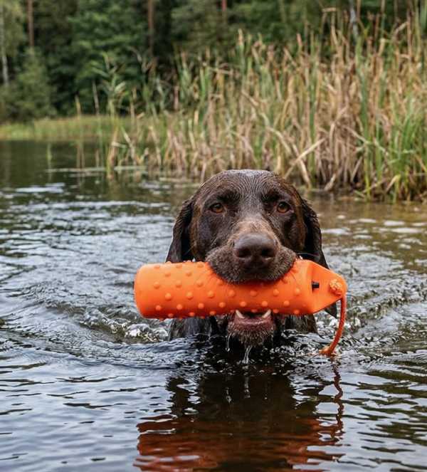 Hund apportiert Wasserdummy