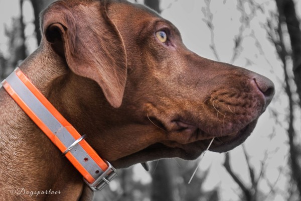 Biothane Hundehalsband Klassik Reflex-Orange (Anwendungsbeispiel)