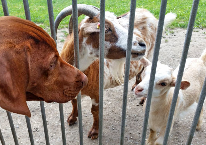 Bekanntschaft mit Ziegen am Wildtiergehege