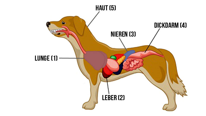 Das Entwässerungssystem des Hundes