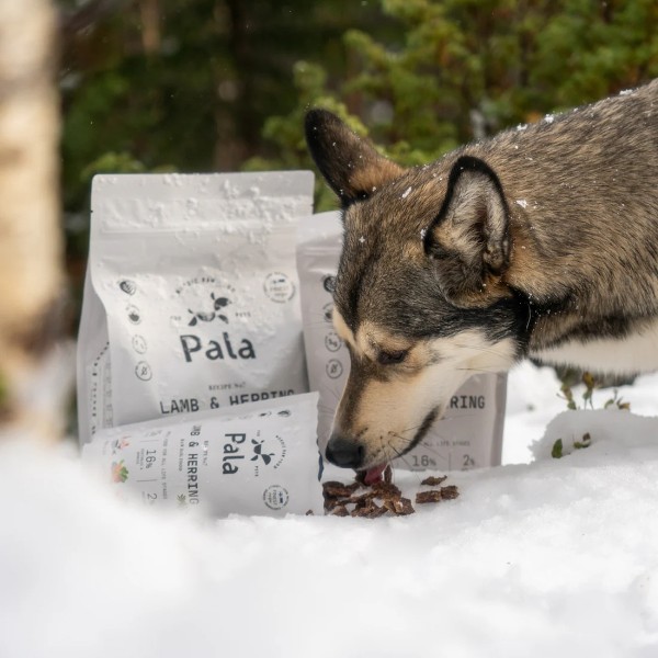 Pala No.7 Lamm & Hering Trockenbarf Hundefutter Mahlzeit - Hund beim Fressen, unterwegs auf Wanderung