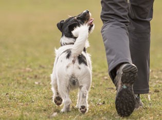 Clicker für das Hundetraining