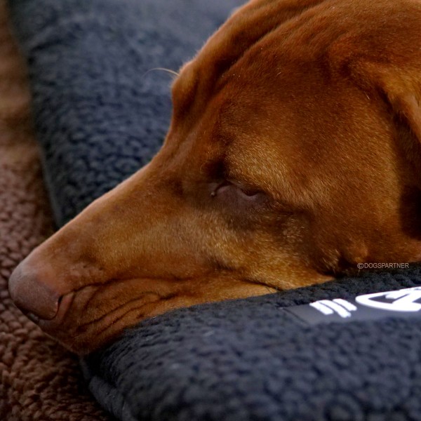 Farmland Hundebett Pro Thermo schwarz - Detail-1