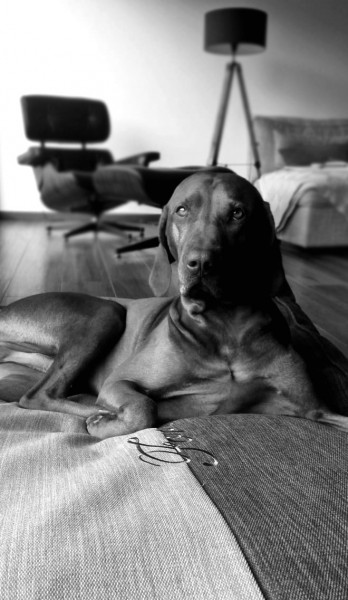 Hundebett Hundekissen Mera (Anwendungsfoto)