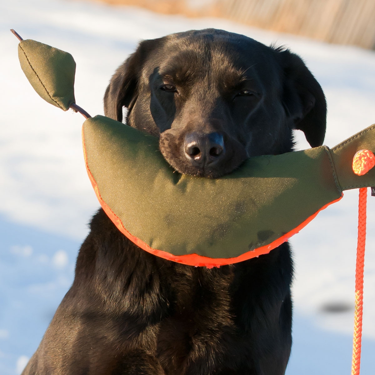 Bird Dog Dummy Canvas Vogeldummy für Hunde DOGSPARTNER