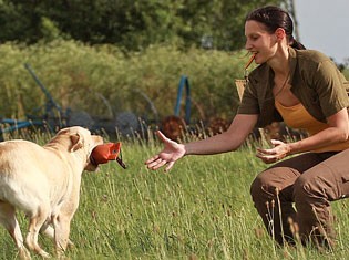 Pfeifenband für das Hundetraining
