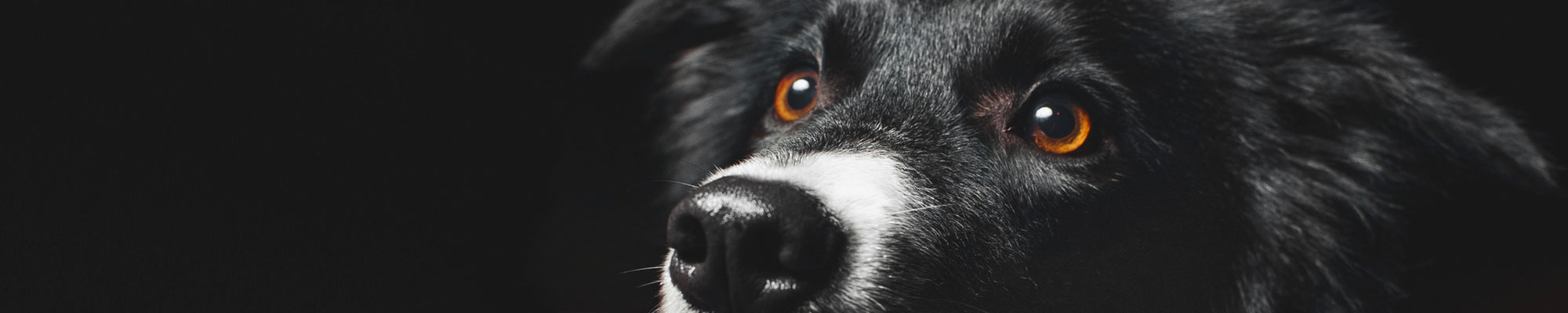 Farrado - Trockenfutter fr Hunde | DOGSPARTNER