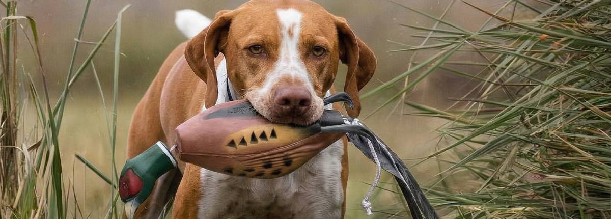 Ausstattung für Dummytraining und Hundetraining