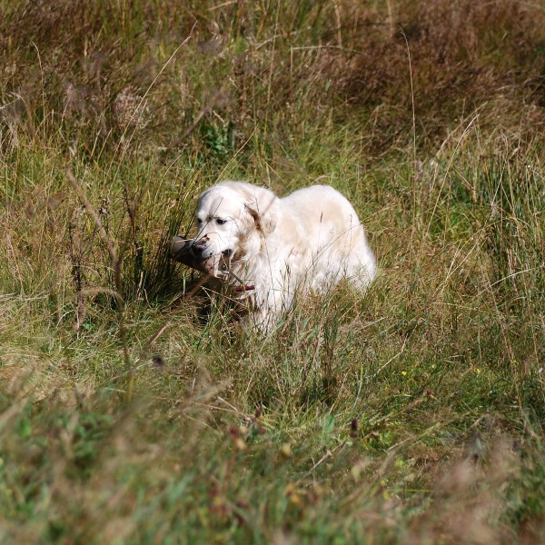 500g Markierungsdummy für Hunde - in Aktion