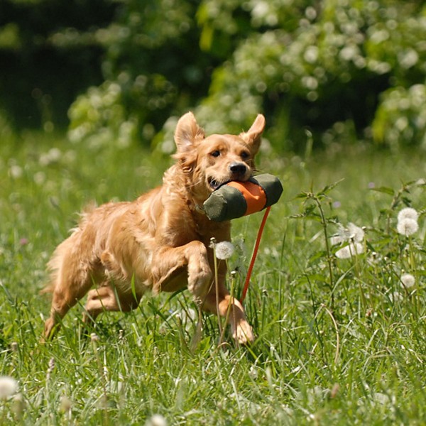 Snackdummy Speed - Futterdummy - Hund beim apportieren