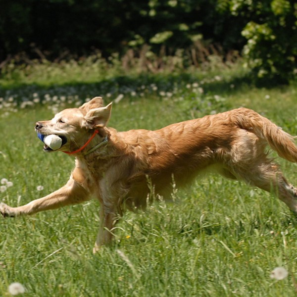 250g Markierungsdummy für Hunde - in Aktion