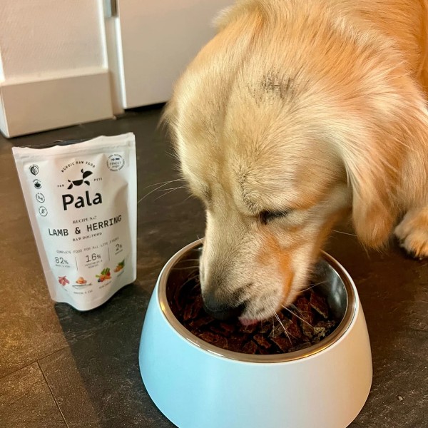 Pala No.7 Lamm & Hering Trockenbarf Hundefutter Mahlzeit - Hund beim Fressen (Bild 1)