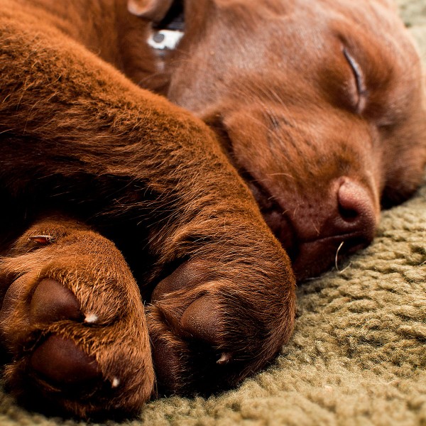 Farmland Hundebett Pro Thermo olivegrün - Detail