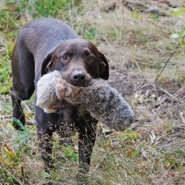 Kaninchendummy für Hunde - in Aktion2