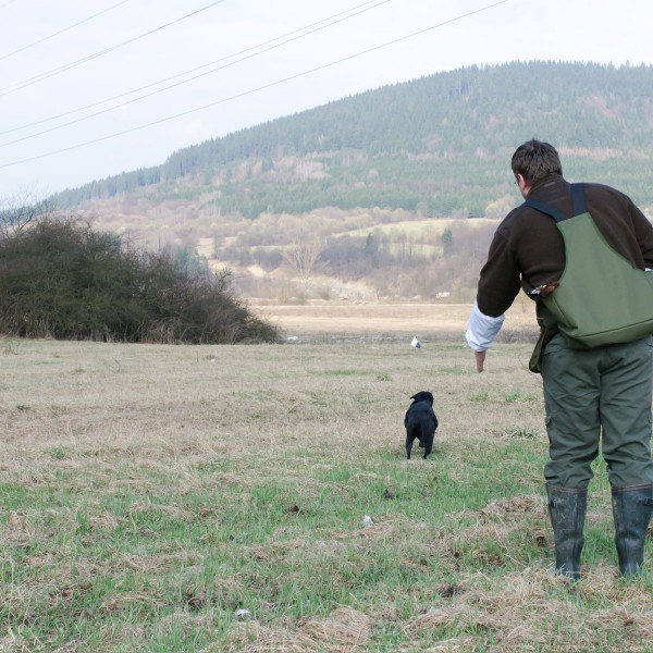 Markierungsfahnen - Einweisen - 2. Hunde auf voran zum Dummy