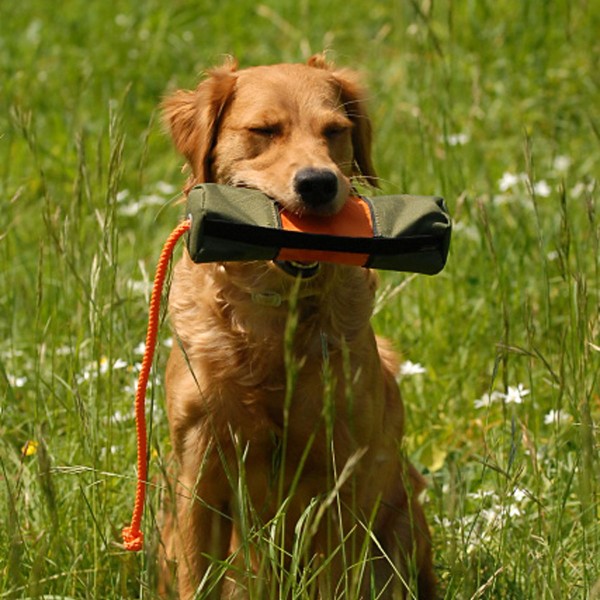 Snackdummy Speed - Futterdummy - Hund beim vorsitzen