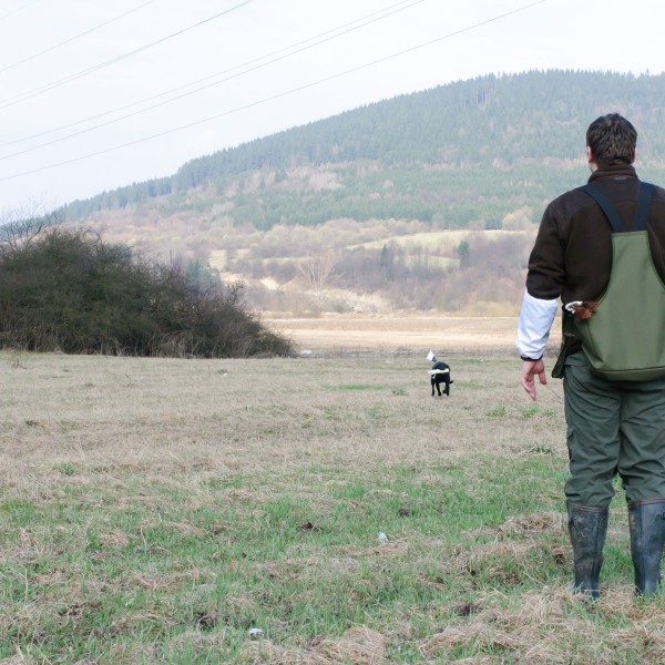 Markierungsfahnen - Einweisen - 3. Hunde auf Rückweg mit Dummy