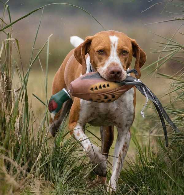 Hund apportiert Dead Fowl Fasandummy