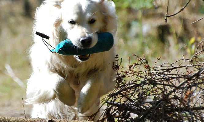 Dummys für Hunde