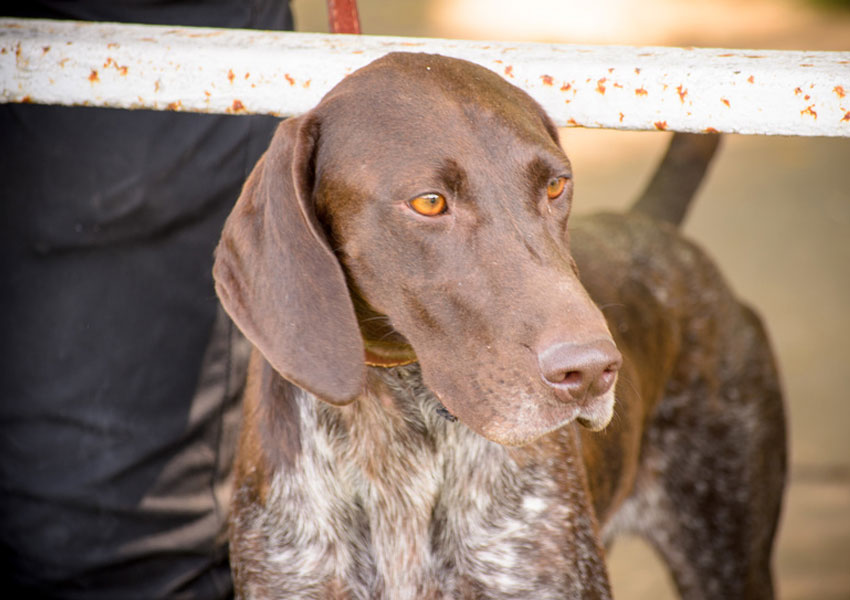 Holistisches Hundefutter bei Allergien