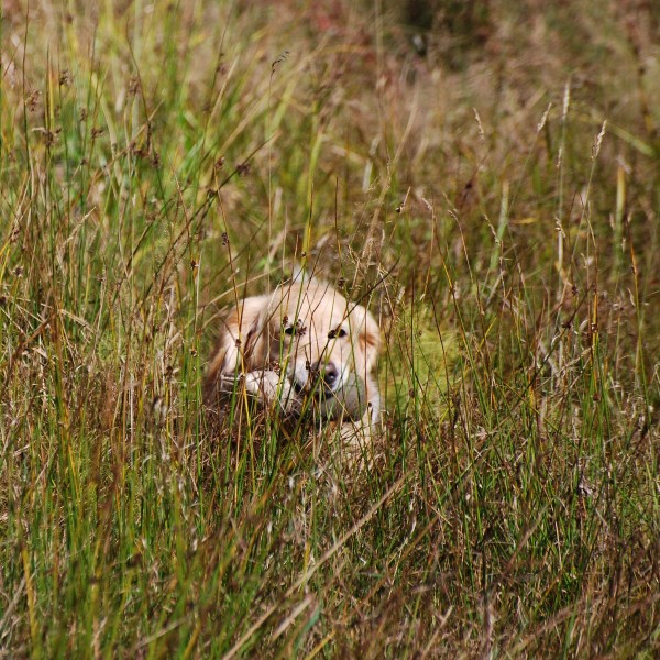 500g Markierungsdummy für Hunde - in Aktion2