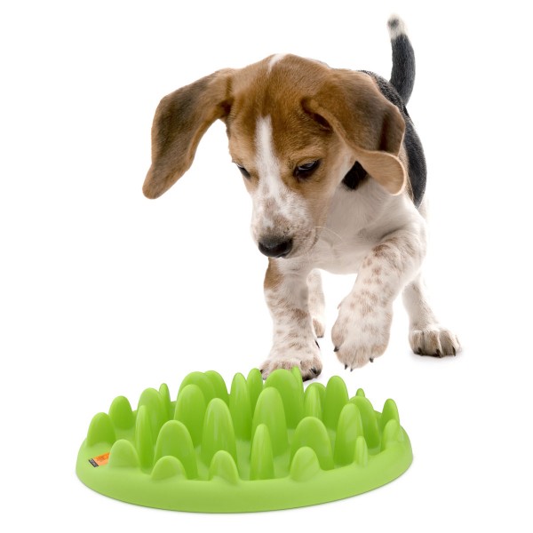 Northmate Futternapf green mini - für Welpen und kleinere Hunde