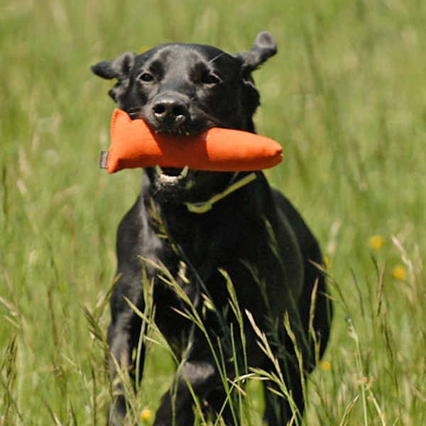 Welpen Dummy zum Apportieren für Welpen - in Aktion