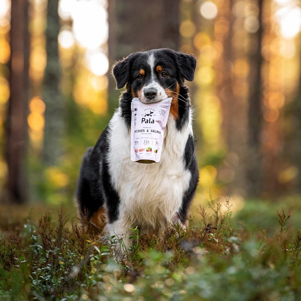 Pala Trockenfutter für Hunde - Hund mit Packung Huhn & Lachs
