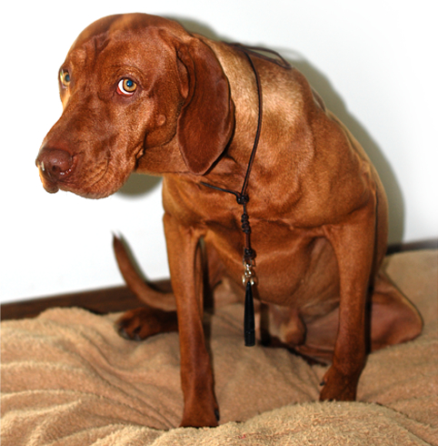 Hund mit Hundepfeife am Pfeifenband